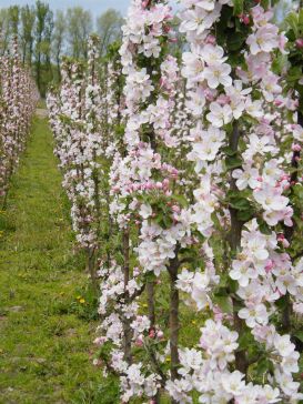 apple flower